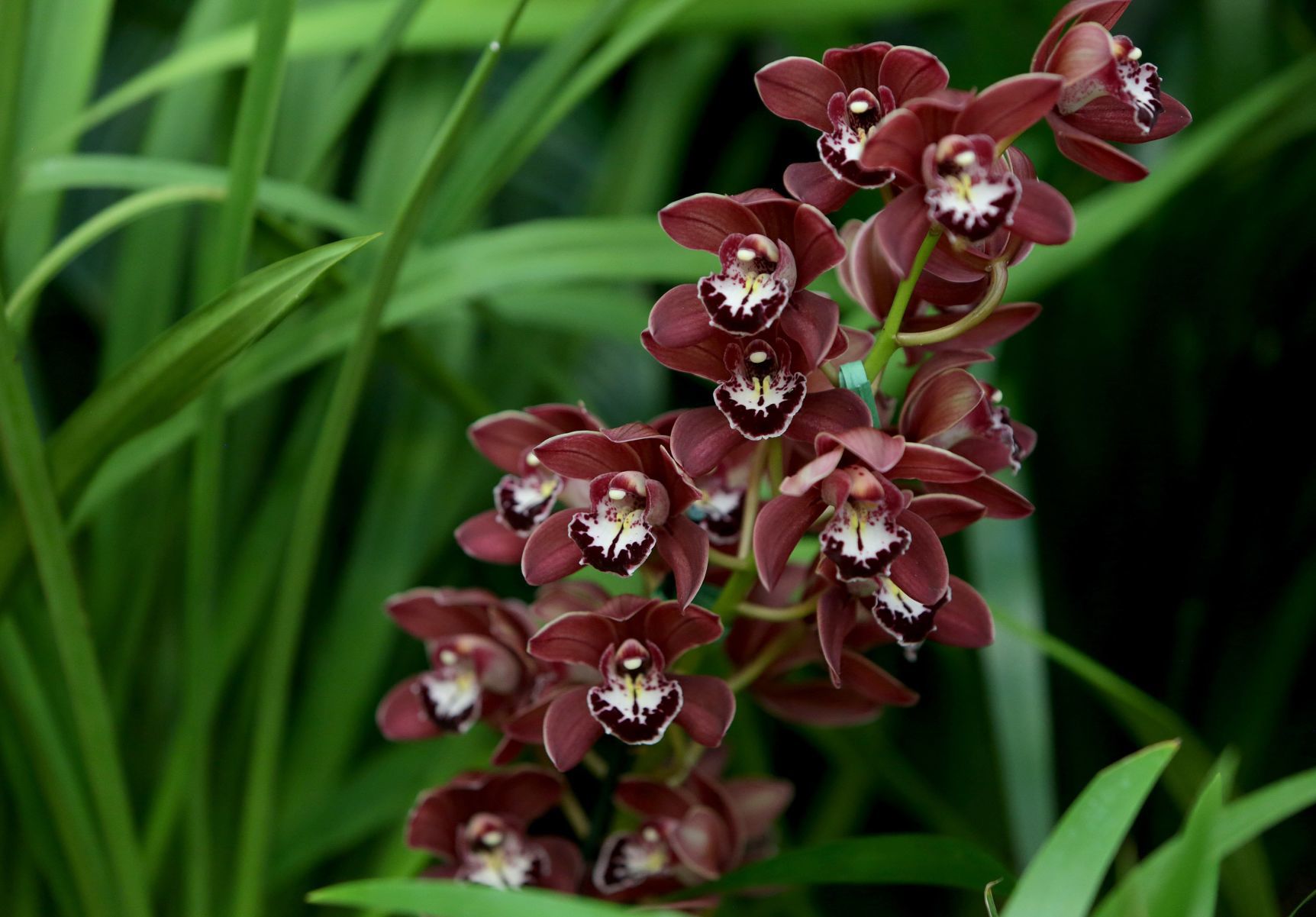 Orchid Show opens at Missouri Botanical Garden